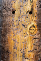 Poster - Vertical shot of a tree bark texture for backgrounds