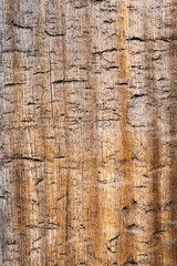 Poster - Vertical shot of a tree bark texture for backgrounds