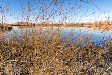 tapestry of dry weeds and grass on a lake shore, fall scenery in Colorado