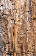 Sticker - Vertical shot of a tree bark texture for backgrounds