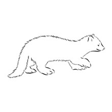 Sable Or Martes Zibellina, Illustration Of Sable. Sable Animal Vector Sketch Illustration