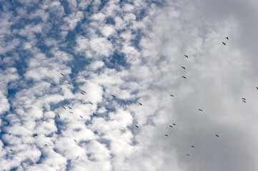 Birds circling in the clouds in the sky of Sri Lanka