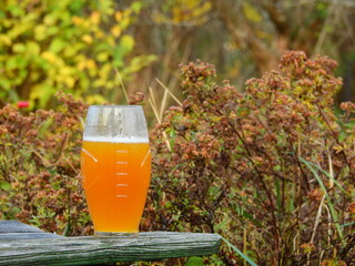 glass of beer in an autumnal garden