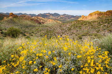 Wall Mural - Blooming Flowers at the Apache Trail