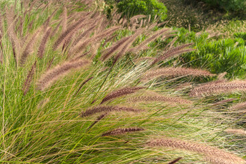 Detail of spikes among the grass