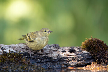 Citril Finch, Serinus citrinella