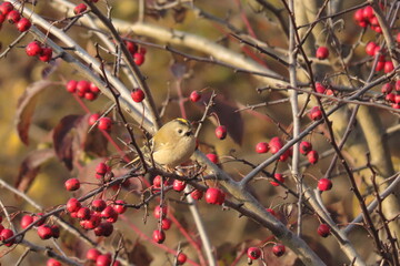 Goldcrest (Regulus regulus) standing towards the edge of a red berry bush, singing with it’s yellow crest visible.