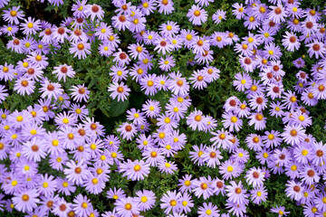 Wall Mural - closeup of purple aromatic aster flowers in a field