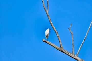 eegret egret White big bird on a tree