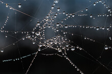 Dew Drops Glisten Like Pearls Strung Along A Winter Morning Spiders Web