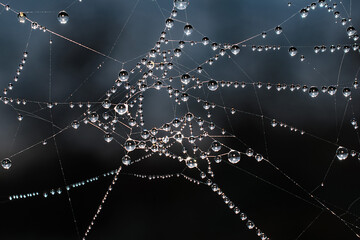 Dew drops glisten like pearls strung along a winter morning spiders web
