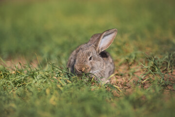 Young fluffy rabbit in the field