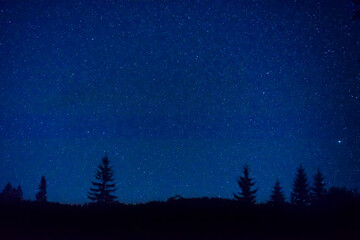 Wall Mural - forest and pine trees landscape under blue dark night sky with many stars, milky way cosmos backgrou