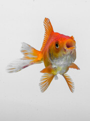 goldfish in aquarium