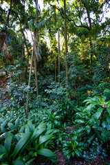 Wall Mural - forest in the morning