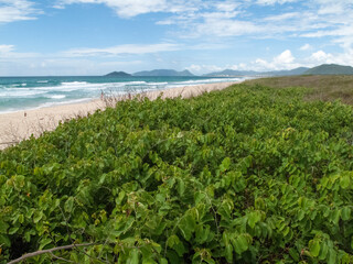 Canvas Print - beach vegetation