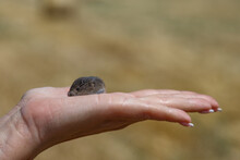 Mouse In Female Hand .Field Mouse In Hand