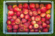 © Tomas - The photo shows the box full of apples.