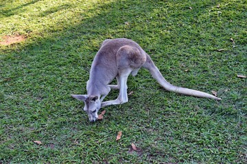 Wall Mural -  Wild grey kangaroo resting in the park