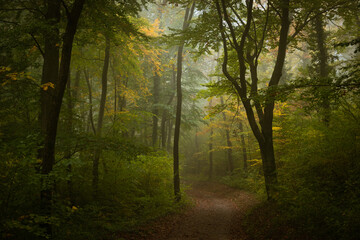 Misty footpath in the Vienna woods in autumn