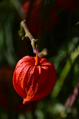 Wall Mural - orange  fruit of the plant Physalis