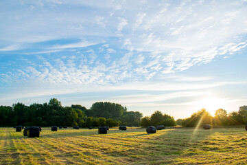 Freshly harvested wheat field with bales packed into black film, field in first rays of morning sun, beautiful british rural landscape.