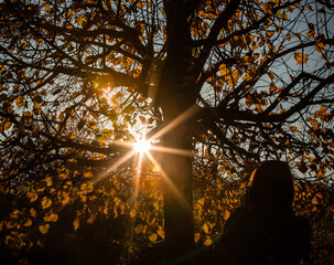 Wall Mural - autumn leaves in the sun