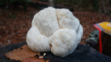 Wild Lion's Mane Mushrooms. Medicinal Mushrooms In The Forest.