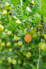 ripe gooseberry is one of many unripe and green berries growing and ripening among the leaves