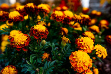 Pretty Red And Yellow Fall Flowers In Garden