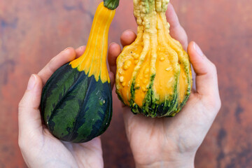 Sticker - Top view of hands holding yellow and green zucchinis on a dark brown table