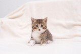 Fototapeta Koty - kitten on a white background