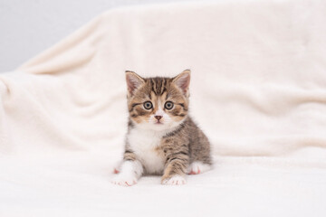 Wall Mural - kitten on a white background