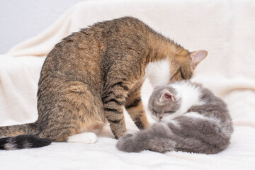 Wall Mural - cat licks its kitten