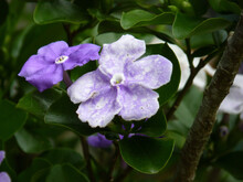 Closeup Shot Of Beautiful Violet Brunfelsia Flower