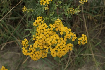 yellow many small buds of wild flowers mimosa on a green stem with leaves on nature