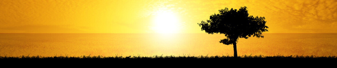 Wall Mural - Orange sky with golden rice fields and Silhouette tree at sunset. Panorama