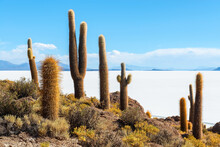 Giant Atacama Cactus (Echinopsis Atacamensis) On Incahuasi Or Fish Island, Uyuni Salt Flat Desert, Bolivia.
