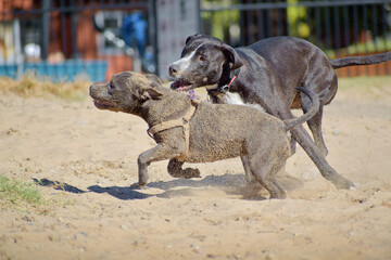 Sticker - Closeup shot of dogs playing with each other in the park