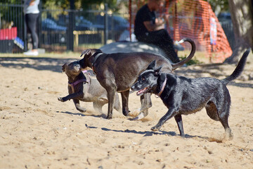 Canvas Print - Closeup shot of dogs playing with each other in the park