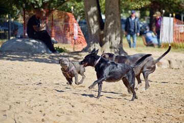 Canvas Print - Closeup shot of dogs playing with each other in the park