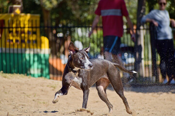 Canvas Print - Closeup shot of dogs playing with each other in the park