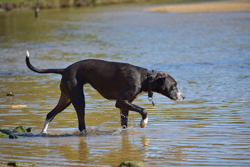 Canvas Print - Closeup shot of a cute dog running in a pond in the park