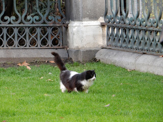 A beautiful black and white cat walks along a green lawn against the background of an openwork fence in a city park