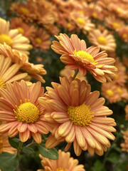 Wall Mural - Closeup shot of fresh orange chrysanthemum flowers