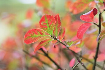 Sticker - Euonymus aratus leaves and berries / one of the world's three most beautiful autumn leaves trees.