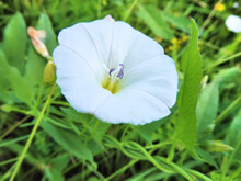 Field Bindweed  Kind Of Long-term Herbaceous Plant Of The Family Convolvulaceae