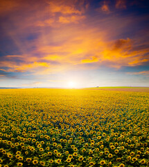 Fotobehang - Majestic scene of vivid yellow sunflowers from above in the evening.