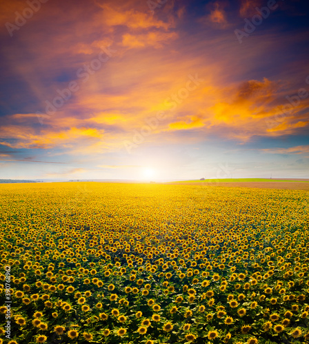 Fototapete - Majestic scene of vivid yellow sunflowers from above in the evening.