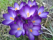 Spring Crocus Flowers Purple Beautiful Background